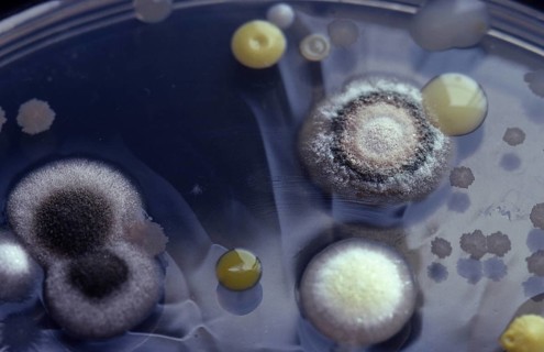Bacteria and moulds growing on agar in a petri dish