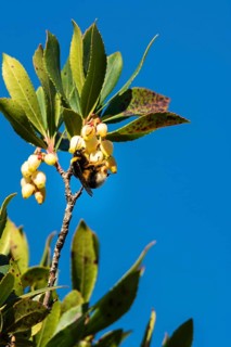 A bee on yellow flowers against a clear blue sky, surrounded by green leaves on a branch,