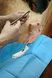 A vet sews up the incision in the abdomen of a surrogate hind during an embryo transfer programme
