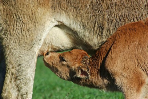 Jersey cow feeding her calf, West Coast farm, South Island, New Zealand, Oceania
