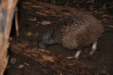 North Island brown kiwi, Apteryx australis, buries its beak in the ground, searching for food, New