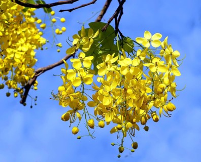 Flowers of the Golden Rain Tree (Laburnum anagyroides)