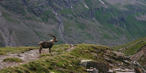 Alpine ibex, Ochsental, Silvretta, Vorarlberg