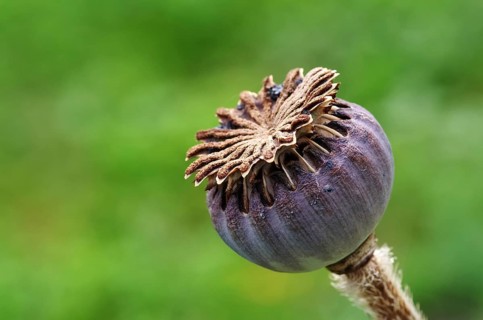 Poppy seed capsule