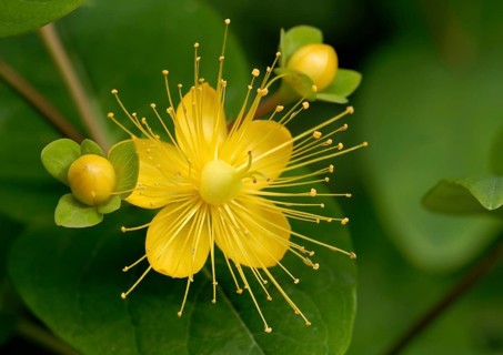 Yellow flower of the broad-leaved St John's wort