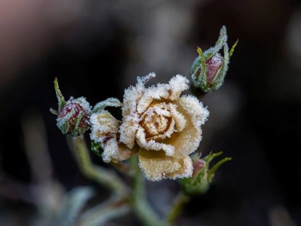 Yellow rosebud covered in heavy frost, with tight buds behind