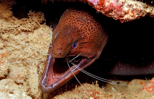 Banded Coral Shrimp clean sooty moray eel, Stenopus hispidus, Gymnothorax flavimarginatus,