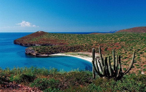 Cacti on the coast, Pachycereus pringlei, Mexico, Lake Cortez, Lower California, La Paz, Central