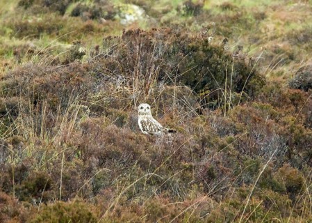 Adult Short-eared Owl resting on moorland on The Isle of Skye