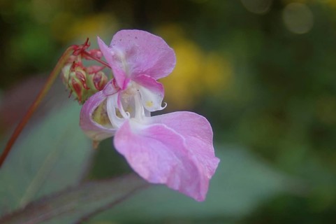 Himalayan Balsam, Impatiens glandulifera