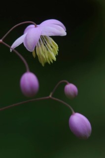 Mauve flower, Thalictrum dipterocarpum