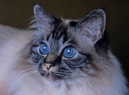 Holy Birman cat, female, 5 years, cat, soul-tabby-point