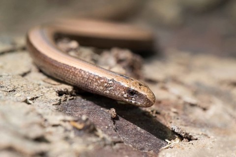 Side view of the Eastern blindworm on a tree stump