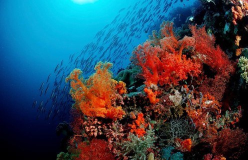 Colourful coral reef, Indonesia, Wakatobi Dive Resort, Sulawesi, Indian Ocean, Banda Sea, Asia