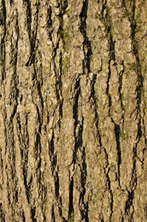 Close up of rough textured common ash tree bark with green moss in the cracks