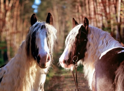 Tinker, gelding, 5 years old