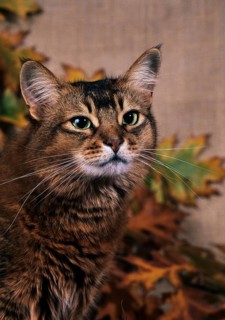 Somali cat, wild coloured, female