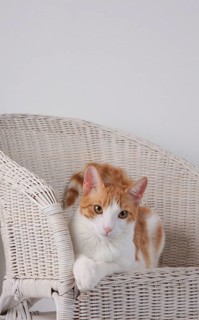 Domestic cat, dark red-white, in basket chair, Felis silvestris forma catus, Domestic-cat,
