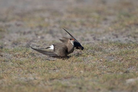 A Red-winged Pratincole simulates an injury to distract from the nest