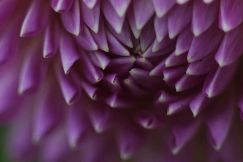 Mauve petals of dahlia opening out