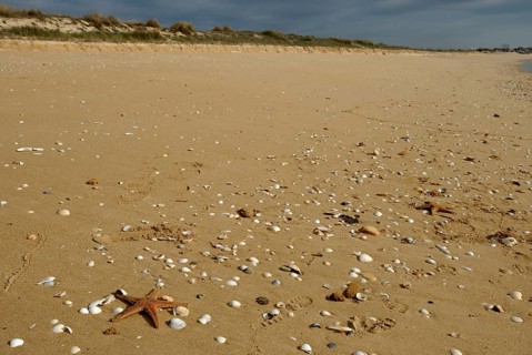 Starfish and shells at Meia Praia, Lagos, Algarve, Portugal, Europe