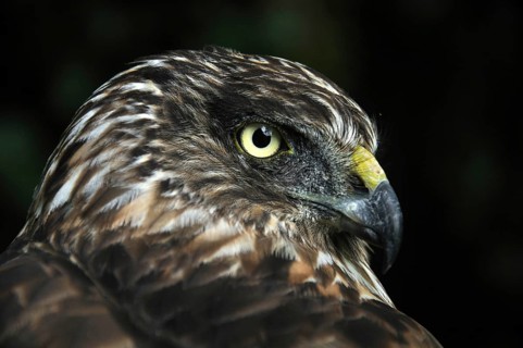 Portrait of Australasian Harrier Hawk, Circus approximans, New Zealand, Oceania