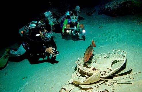 Cave diver and turtle skeleton, cave diving, Malaysia, Pacific ocean, Borneo, Sipadan, Asia