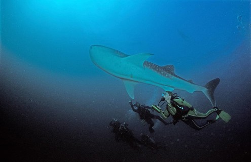 Whale shark and diver, Rhincodon typus, Maldives, Indian Ocean, Ari Atoll, Asia