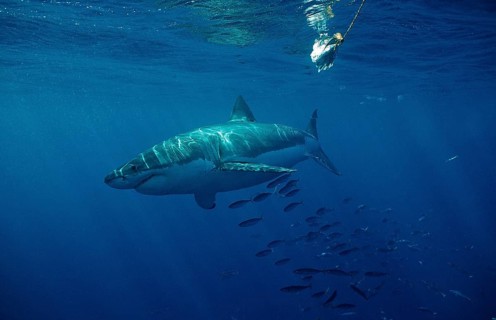 Great white shark, Carcharodon carcharias, South Africa, Dyer Island, Gansbaai, Atlantic Ocean,