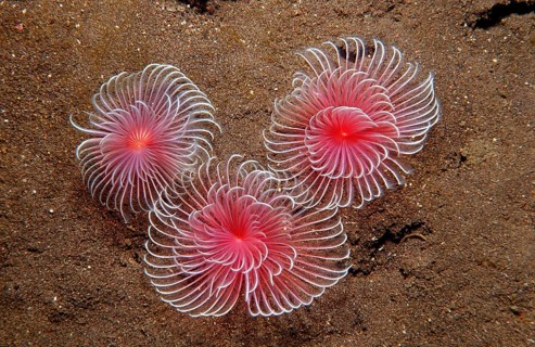 Tentacle crowns of three tubeworms, Polychaeta, Bali, Indian Ocean, Indonesia, Asia