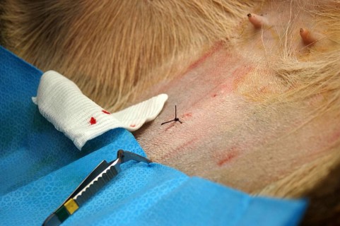 Final stitch on abdomen of hind after embryo transfer programme on red deer hinds in New Zealand