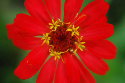 Red zinnia against green background