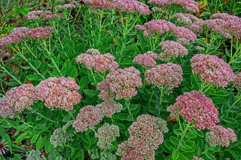 Showy stonecrop (Hylotelephium spectabile), Kempten, Allgäu, Bavaria, Germany, Europe