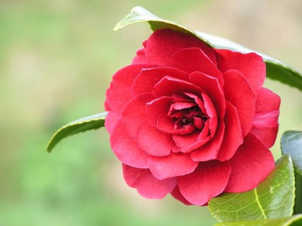 Single red camellia in garden setting