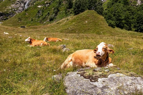 Impressions from Mallnitz Hohe Tauern National Park Seebachtal