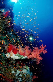 Diver and colourful coral reef, Egypt, Africa, Elphinstone Reef, Red Sea, Africa