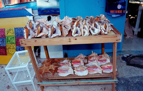 Shells and sea snails as souvenirs, Punta Cana, Caribbean, Dominican Republic, Central America