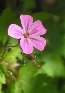 Pink silene flower in garden setting