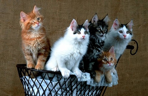 Main Coone cat litter 16 weeks old