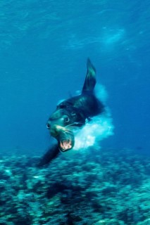 Attacking California sea lion, Zalophus californianus, Mexico, Lake Cortez, Lower California, La