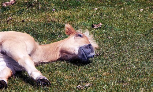 Sleeping Haflinger foal