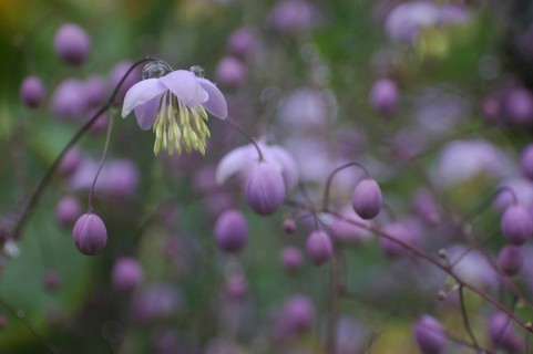 Mauve flower, Thalictrum dipterocarpum