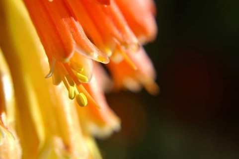 Close up of multi coloured flowers on a red hot poker