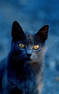 European shorthair cat, male