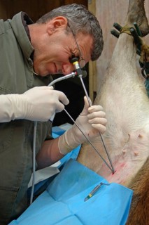 GREYMOUTH, NEW ZEALAND, CIRCA 2006: A vet uses a laparascope to find the uterus of a hind during an