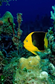 Rock beauty, Holacanthus tricolor, British Virgin Islands, BVI, Caribbean Sea, Caribbean, Leeward