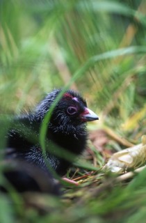 Chicks in nest of the swamphen, Porphyrio porphyrio (Pukeko), West Coast, South Island, New