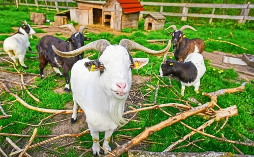 Group image in a goat ranch with this white exemplar in the front line, I think also it's something