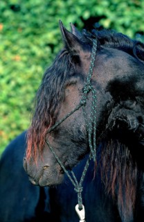Friesian stallion 2 years old