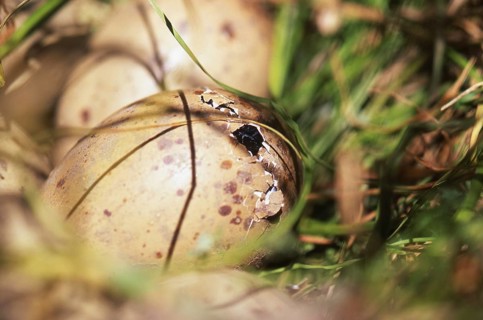 Ready to hatch, the egg of Pukekos, or purple swamphens, Porphyrio porphyrio